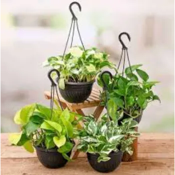 Natural Money Plant